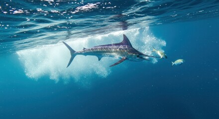 Underwater view of marlin hunting smaller fish in vibrant ocean depths