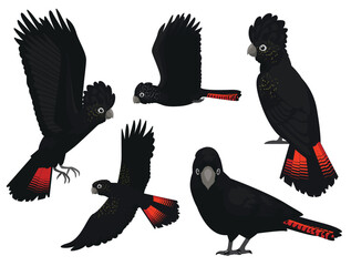 Red-Tailed Black Cockatoo Bird Parrot Various Poses Cartoon Vector Character