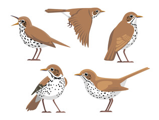 Wood Thrush Bird Various Poses Cartoon Vector Character