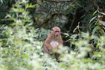 wild monkey in forest