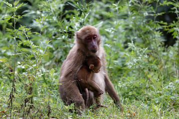 A monkey is holding a baby monkey