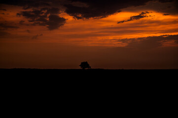 Fototapeta premium Dramatic sunset paints the sky with vibrant colors over a solitary tree in a vast landscape during twilight
