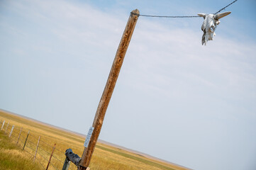 Unique display of animal skulls hanging from a fence post in a vast open field during a sunny day, showcasing rural culture and traditions in a tranquil landscape