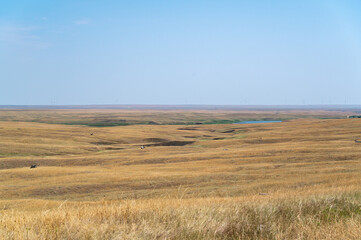 Obraz premium Rolling golden hills stretch across the expansive landscape under a clear blue sky in a serene rural area during daylight hours