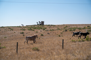 Cattle grazing near oil pumps in a vast Texas landscape under a clear sky