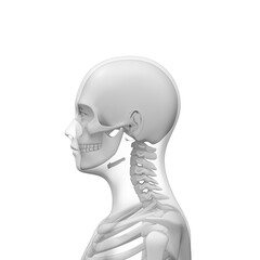 3d rendered illustration of a human head, skeleton