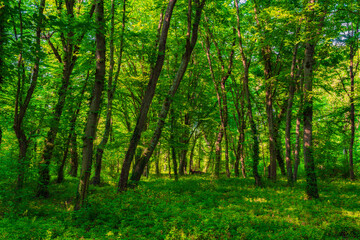 Bright green dense deciduous forest in summer