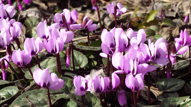 Caucasian primroses Cyclamen purpurascens
Caucasian primroses Cyclamen purpurascens with purple flowers and green leaves in the foothill forest of the North Caucasus