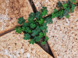 Clover plants growing between tiles