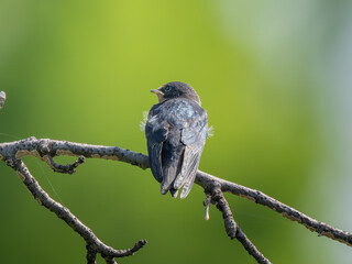 枝にとまるツバメ