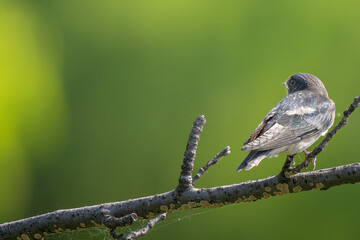 枝にとまるツバメ
