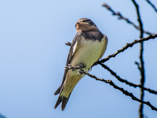 枝にとまるツバメ