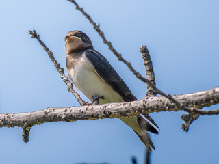 枝にとまるツバメ