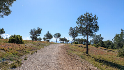 Sunny rural path lined with pine trees under clear blue sky, peaceful Mediterranean landscape. Ensuès-la-Redonne, Ensues-la-Redonne, Bouches-du-Rhône, France, Provence, garrigue