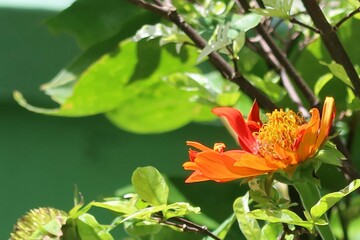 orange flower in the garden