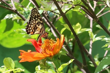 butterfly on flower