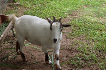 goat on pasture