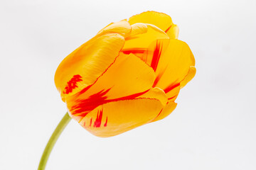 A stunning tulip showcases vivid yellow petals with striking red streaks