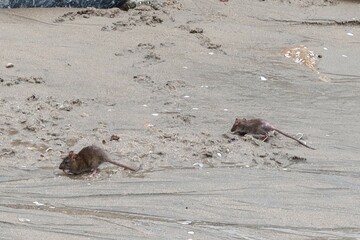 dead fish in the sand