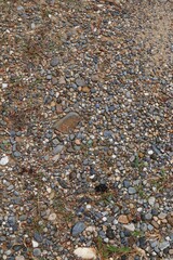 Textured ground with myriad of small rocks and sprouts of green grass