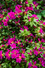 Brilliant pink azaleas decorate a thriving garden, basking in warm spring sunlight