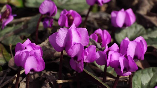 Spring plant primrose cyclamen Cyclamen purpurascens in the forest litter in the foothill forest of the North Caucasus
