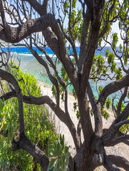Lagon de saint-Leu derrière un veloutier du bord de mer