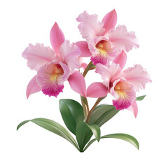 Free orchid flower transparent background © PNG Lab