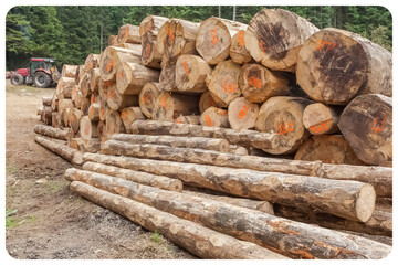 Billes de bois en forêt 