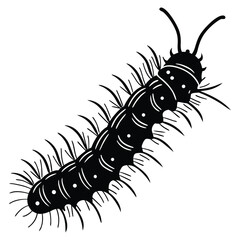 Isolated macro of a black hairy caterpillar, a creature of nature, on a white background
