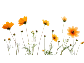 Orange Cosmos Flowers: A vibrant collection of orange cosmos flowers in various stages of bloom, showcasing their delicate petals and slender stems against a clean background. 