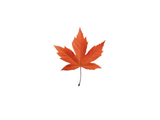 Single Maple Leaf: A vibrant, single orange maple leaf, perfectly detailed, isolated against a white background.