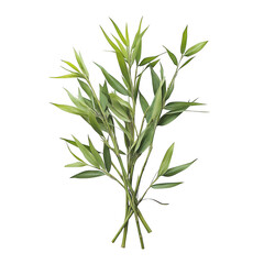 Fototapeta premium Green bamboo sprigs bundle isolated on transparent background