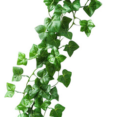 Green ivy vine plant leaves isolated on transparent background
