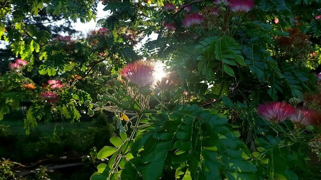 Ambient motion sunlight filtering through the swaying Philippine acasia or Acacia confusa tree branch with its pink blossoming flowers