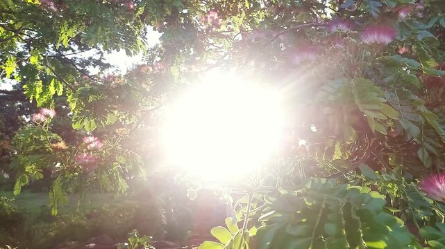 Ambient motion of the soft summer sunlight filtering through the swaying Philippine acasia or Acacia confusa tree flowers and leaves