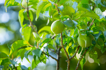 大きな実をならせた梅の木 鳥取県 樗谿公園