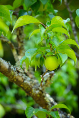 大きな実をならせた梅の木 鳥取県 樗谿公園