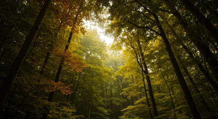 Fototapeta premium Golden Sunlight Filtering Through a Dense Autumn Forest Canopy Mystical Woodland Scene Nature Photography