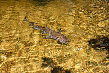 Catfish swims gracefully in clear water among sparkling reflections at a serene river location