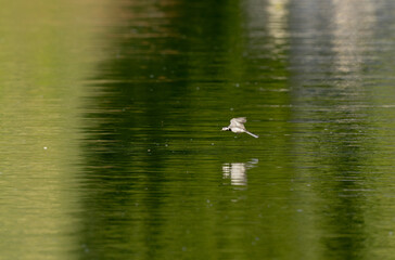 Grey wagtail Motacilla alba in close view in Alsace, France