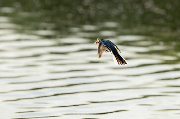Grey wagtail Motacilla alba in close view in Alsace, France