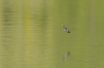Grey wagtail Motacilla alba in close view in Alsace, France