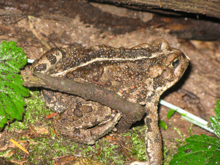 Frog camouflaged among foliage in a forest setting during daylight hours