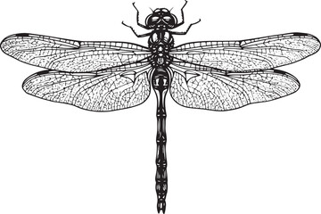 Elegant dragonfly illustration in black and white woodcut style