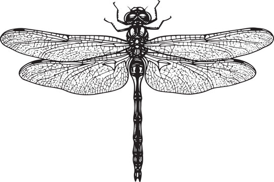black and white dragonfly detailed wings clip art preview