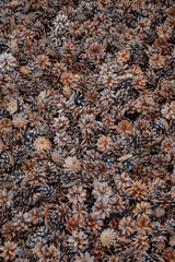 A tapestry of pinecones adorns the ground, displaying nature's artistry in brown and orange