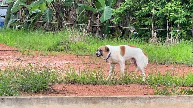 A dog on a dirt construction site barks aggressively at another dog off-camera but begins to retreat and show fearful behavior as the other canine approaches.