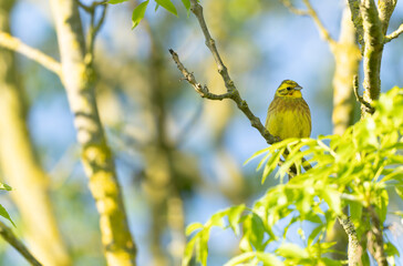 yellowhammer Emberiza citronella perching in vegetation