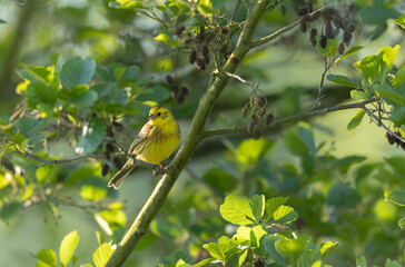 yellowhammer Emberiza citronella perching in vegetation